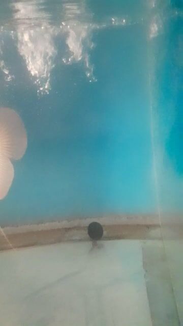 Cá tai tượng 4 ngón tay Khỏe mạnh. Mua bán Thú cưng khác tại Quận Bình Tân Tp Hồ Chí Minh được đăng bởi GIA HƯNG hình 1