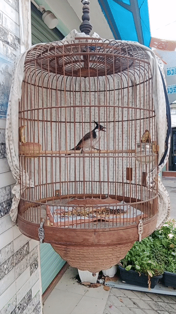 Chim chào mào trống mới bẫy đấu. Mua bán Chim tại Thành phố Thủ Đức Tp Hồ Chí Minh được đăng bởi HIỆP BÌNH MỚI hình 1
