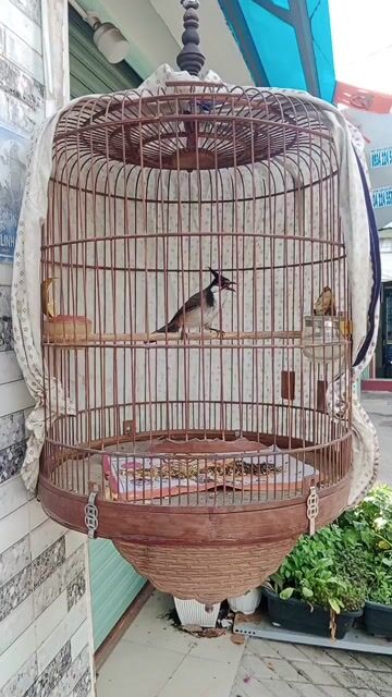 Chim chào mào trống mới bẫy đấu. Mua bán Chim tại Thành phố Thủ Đức Tp Hồ Chí Minh được đăng bởi HIỆP BÌNH MỚI hình 1