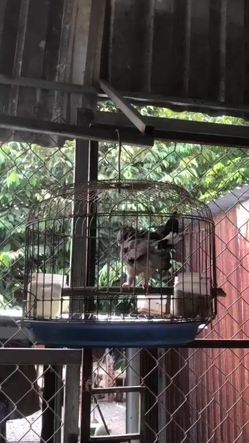 chim trống gái gu suốt ngày . Mua bán Chim tại Huyện Bắc Tân Uyên Bình Dương được đăng bởi Huỳnh Quang hình 1