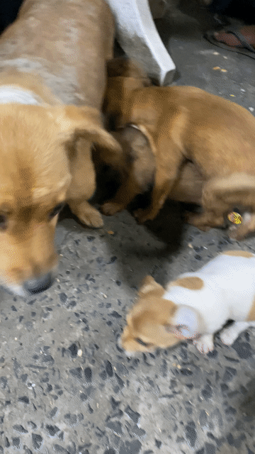 chó phóc cảnh 2 tháng. Mua bán Chó tại Thành phố Thủ Đức Tp Hồ Chí Minh được đăng bởi Tùng hình 1