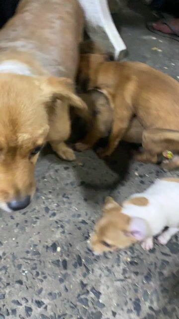 chó phóc cảnh 2 tháng. Mua bán Chó tại Thành phố Thủ Đức Tp Hồ Chí Minh được đăng bởi Tùng hình 1