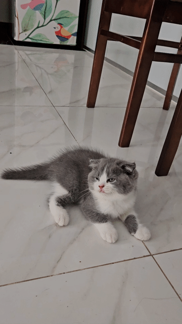 Mèo nhà đẻ ALN thuần chủng màu bicolor. Mua bán Mèo tại Huyện Văn Giang Hưng Yên được đăng bởi Thái Đức Huy hình 1