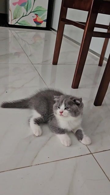 Mèo nhà đẻ ALN thuần chủng màu bicolor. Mua bán Mèo tại Huyện Văn Giang Hưng Yên được đăng bởi Thái Đức Huy hình 1