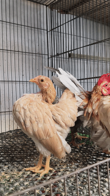 Serama 1 trống 3 mái chuẩn bị đẻ so. Mua bán Gà tại Quận 12 Tp Hồ Chí Minh được đăng bởi Gà Kiểng Sài Gòn  hình 1
