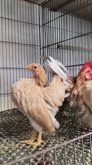 Serama 1 trống 3 mái chuẩn bị đẻ so. Mua bán Gà tại Quận 12 Tp Hồ Chí Minh được đăng bởi Gà Kiểng Sài Gòn  hình 1