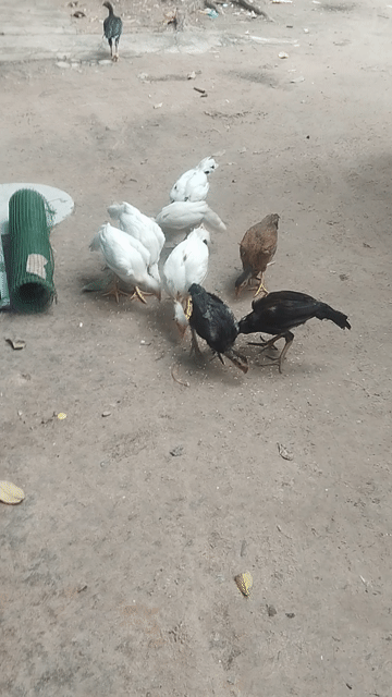 Gà Thái Mỹ trống 3 tháng hơn. Mua bán Gà tại Thành phố Thuận An Bình Dương được đăng bởi Nguyễn Văn Hận hình 1