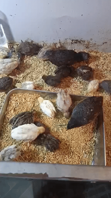 Gà ru tin đa sắc. Mua bán Gà tại Huyện Vĩnh Cửu Đồng Nai được đăng bởi Trần Phước hình 1
