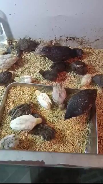 Gà ru tin đa sắc. Mua bán Gà tại Huyện Vĩnh Cửu Đồng Nai được đăng bởi Trần Phước hình 1
