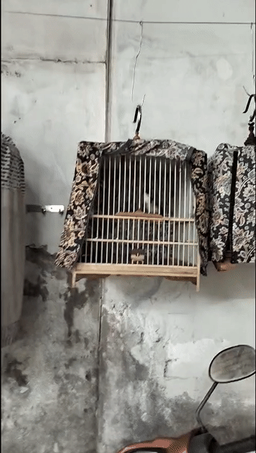 chào mào bổi . Mua bán Chim tại Huyện Bình Chánh Tp Hồ Chí Minh được đăng bởi Mr Bảo  hình 1
