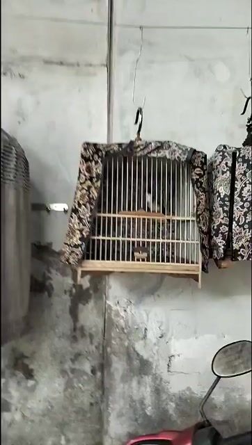 chào mào bổi . Mua bán Chim tại Huyện Bình Chánh Tp Hồ Chí Minh được đăng bởi Mr Bảo  hình 1