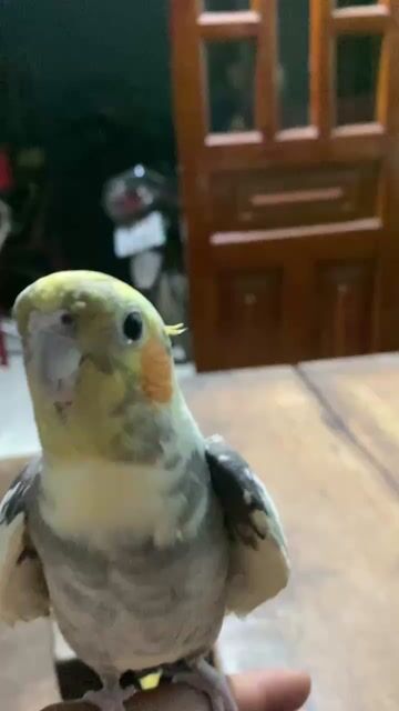 Chim Cockatiel Trắng Xám. Mua bán Chim tại Huyện Nhơn Trạch Đồng Nai được đăng bởi Vân anh hình 1