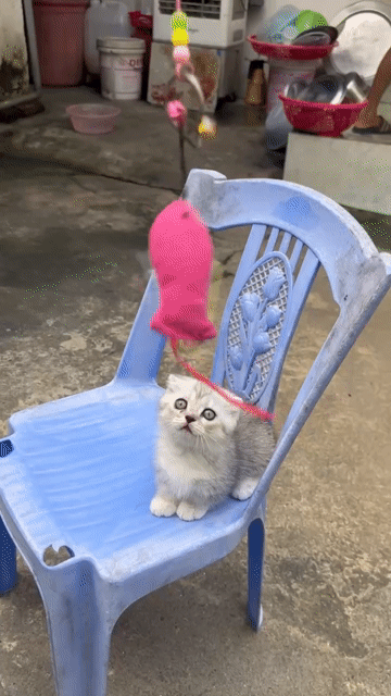 Mèo Munchkin xám trắng. Mua bán Mèo tại Huyện Thường Tín Hà Nội được đăng bởi Tùng Lâm Nguyễn hình 1