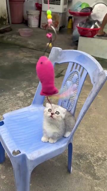 Mèo Munchkin xám trắng. Mua bán Mèo tại Huyện Thường Tín Hà Nội được đăng bởi Tùng Lâm Nguyễn hình 1