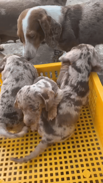 Bầy lạp xưởng nhà đẻ. Mua bán Chó tại Quận 6 Tp Hồ Chí Minh được đăng bởi Zi zi hình 1