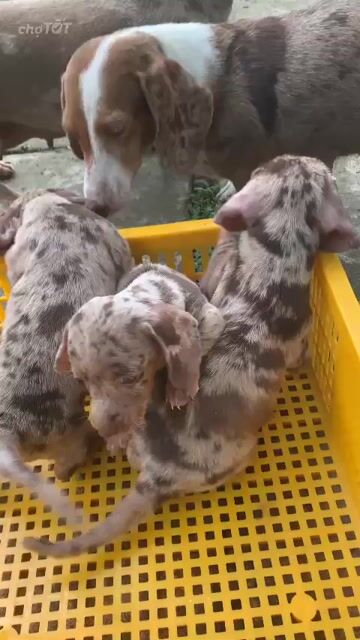 Bầy lạp xưởng nhà đẻ. Mua bán Chó tại Quận 6 Tp Hồ Chí Minh được đăng bởi Zi zi hình 1