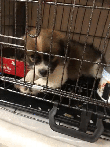 Chó Phốc Sóc lai Nhật Cái Nâu trắng. Mua bán Chó tại Quận Hà Đông Hà Nội được đăng bởi DuyanhdZ hình 1