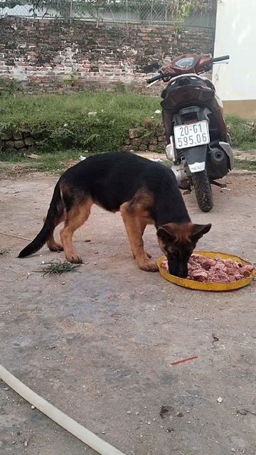 Chó Becgie Đức GSD Cái 4 tháng 22kg Đen vàng. Mua bán Chó tại Huyện Đại Lộc Quảng Nam được đăng bởi Hưởn Trần đình hình 1
