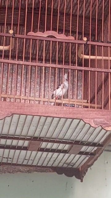 Chim chào mào mái đang thay lông. Mua bán Chim tại Quận Bình Thạnh Tp Hồ Chí Minh được đăng bởi mr H hình 1