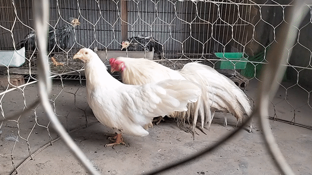Gà tre Tân Châu Trắng Cả hai Sắp sinh sản. Mua bán Gà tại Quận Thanh Xuân Hà Nội được đăng bởi an hình 1