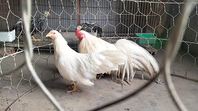 Gà tre Tân Châu Trắng Cả hai Sắp sinh sản. Mua bán Gà tại Quận Thanh Xuân Hà Nội được đăng bởi an hình 1