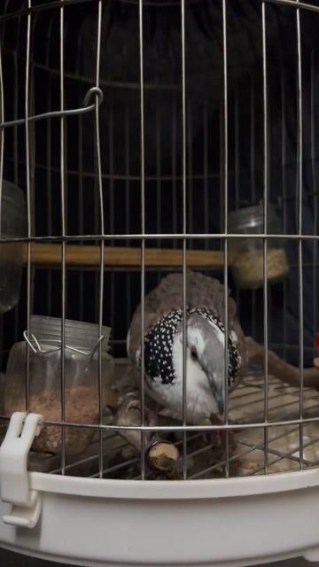 Chim cu thái khách. Mua bán Chim tại Quận 5 Tp Hồ Chí Minh được đăng bởi minh minh hình 1