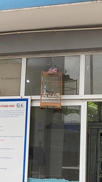 Chim Ốc mít trống màu Beo. Mua bán Chim tại Quận Thanh Khê Đà Nẵng được đăng bởi Hà Quốc Việt hình 1