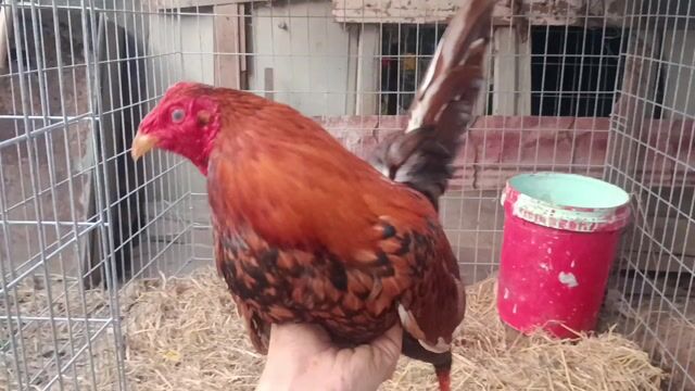 nọc 1kg680. Mua bán Gà tại Huyện Cần Đước Long An được đăng bởi Anh khoa cần đước  hình 1