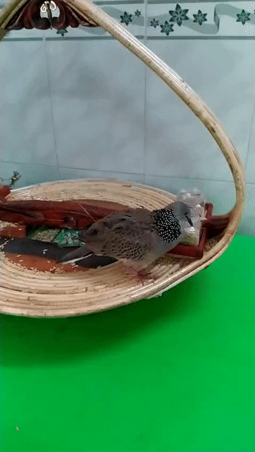 Chim Malai Dòng thúc gù Malai. Mua bán Chim tại Quận Hà Đông Hà Nội được đăng bởi Tuan hình 1