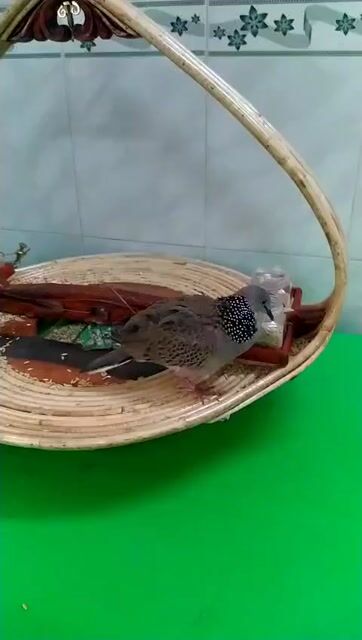 Chim Malai Dòng thúc gù Malai. Mua bán Chim tại Quận Hà Đông Hà Nội được đăng bởi Tuan hình 1