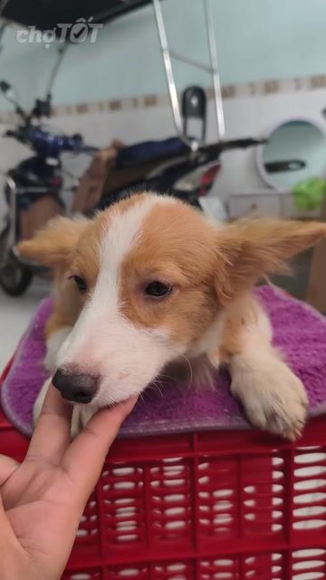 Chó Corgi đực 4 tháng. Mua bán Chó tại Quận 10 Tp Hồ Chí Minh được đăng bởi Penta Store hình 1
