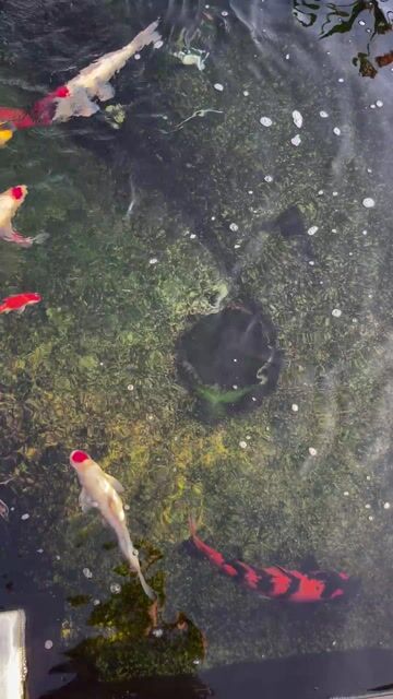 cá koi nhật. Mua bán Thú cưng khác tại Thị xã Hương Trà Thừa Thiên Huế được đăng bởi hoang dinh hình 1