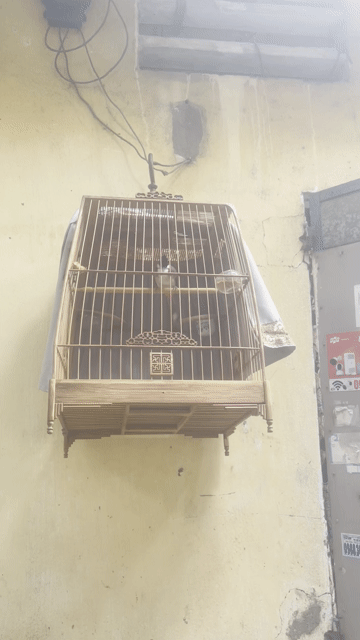 Chim Chào Mào. Mua bán Chim tại Quận 12 Tp Hồ Chí Minh được đăng bởi Buu Truong hình 1