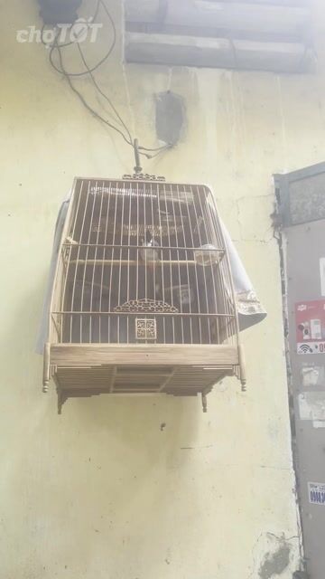 Chim Chào Mào. Mua bán Chim tại Quận 12 Tp Hồ Chí Minh được đăng bởi Buu Truong hình 1