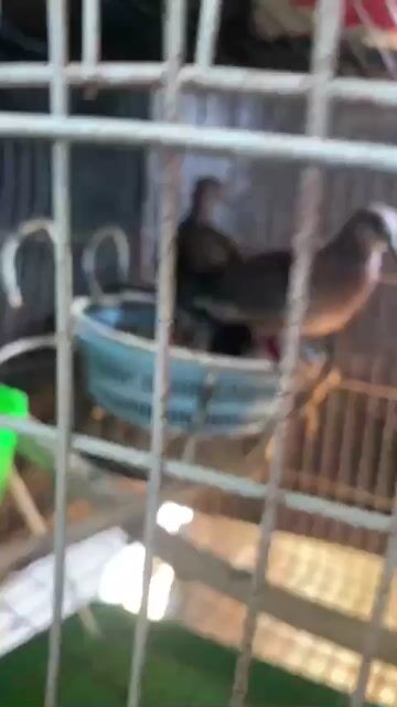 chim cu gáy ss. Mua bán Chim tại Huyện Bến Lức Long An được đăng bởi Minh Liệu hình 1