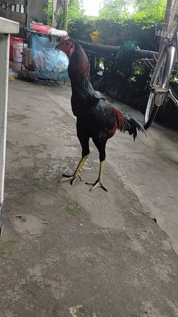 Tía chân xanh.dong đá doc hầu. Mua bán Gà tại Thị xã Hương Thủy Thừa Thiên Huế được đăng bởi Viet nghia hình 1
