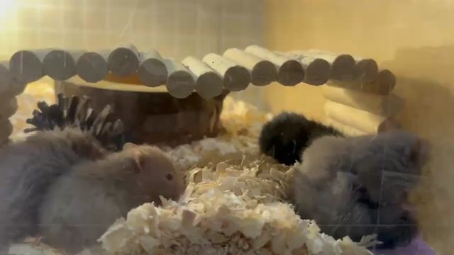 Hamster bear mới đẻ 50k ạ. Mua bán Thú cưng khác tại Quận Gò Vấp Tp Hồ Chí Minh được đăng bởi Hồng Ngân hình 1