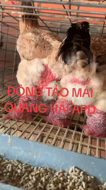 Gà Đông Tảo mái 7 tháng. Mua bán Gà tại Quận 12 Tp Hồ Chí Minh được đăng bởi ĐÔNG TẢO QUANG HẢI APD Q12 hình 1