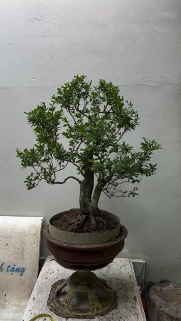 Cây cảnh Linh sam siêu bông. Mua bán Cây cảnh, đồ trang trí tại Huyện Mang Thít Vĩnh Long được đăng bởi Đoàn Kiến Quốc  hình 1