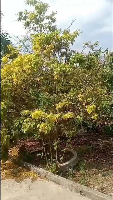 Cây cảnh Mai 6 thân. Mua bán Cây cảnh, đồ trang trí tại Huyện Đức Trọng Lâm Đồng được đăng bởi Phúc hình 1