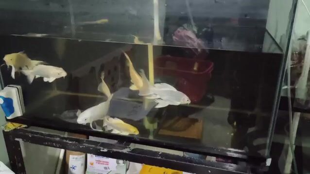 Cá cảnh Đỏ khỏe mạnh. Mua bán Thú cưng khác tại Quận 12 Tp Hồ Chí Minh được đăng bởi Cậu Hai Miền Tây hình 1