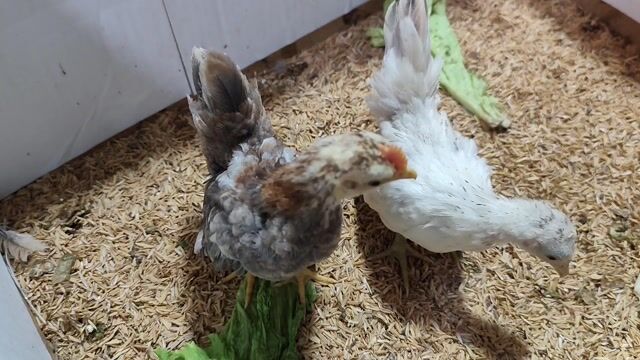 TRỐNG ĐIỀU MÁI NHẠN SERAMA. Mua bán Gà tại Quận 8 Tp Hồ Chí Minh được đăng bởi THUẬN PHÁT SERAMA hình 1