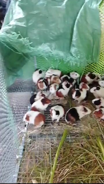 bọ ú chuột lang. Mua bán Thú cưng khác tại Thành phố Vinh Nghệ An được đăng bởi Jack hình 1