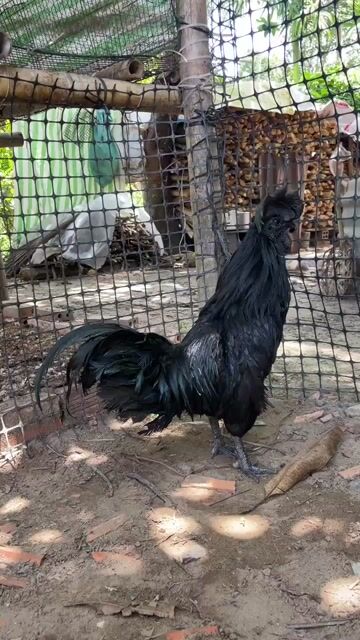 Gà Mặt Quỷ Indo Cemani Đen. Mua bán Gà tại Thành phố Vĩnh Long Vĩnh Long được đăng bởi Thí Lê hình 1