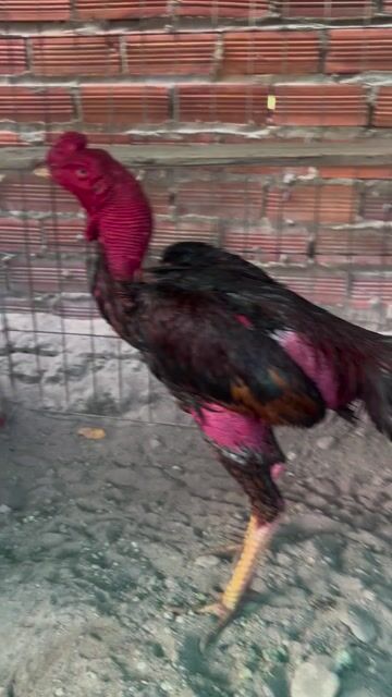 tía bịp. Mua bán Gà tại Huyện Củ Chi Tp Hồ Chí Minh được đăng bởi hoàng 73 hình 1