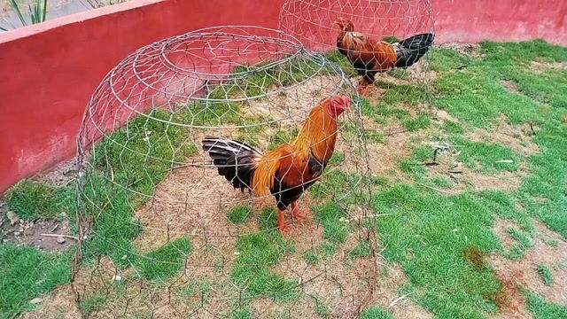 Gà Vàng Đỏ 3kg. Mua bán Gà tại Huyện Mỹ Tú Sóc Trăng được đăng bởi Tiền Gà  hình 1