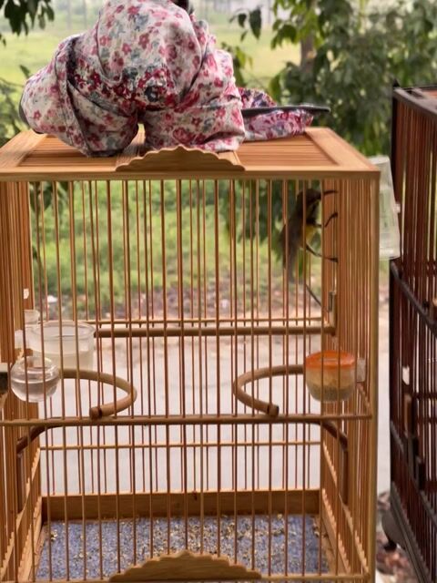 Chim cảnh 5 màu hót hay. Mua bán Chim tại Thị xã Bến Cát Bình Dương được đăng bởi Đăng Ngọc Nguyên hình 1