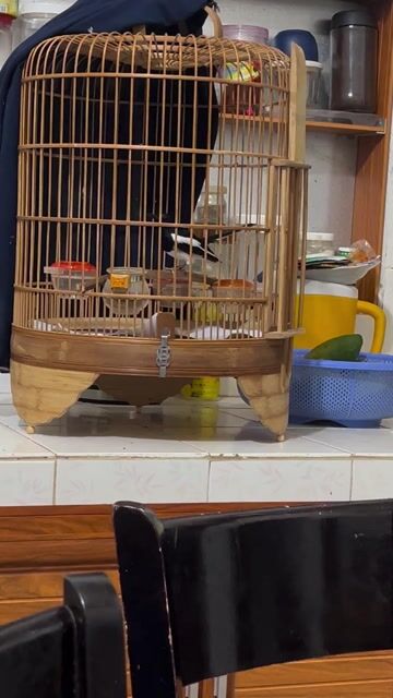 Chim cảnh Đen trắng Khỏe mạnh. Mua bán Chim tại Thành phố Thủ Đức Tp Hồ Chí Minh được đăng bởi Phi long Nguyen hình 1