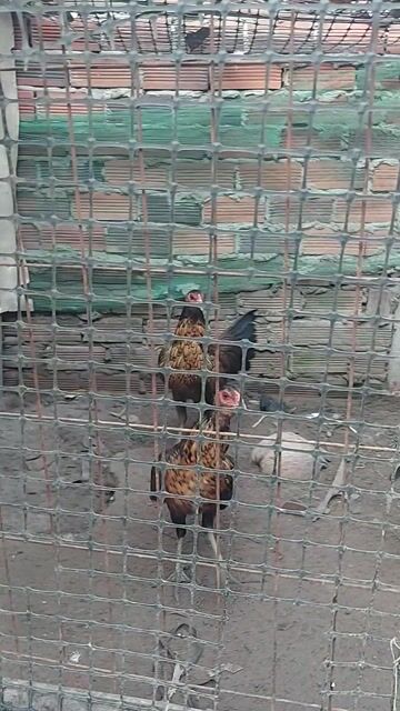 Mái Hatch cốt nồi trạng k5 k6. Mua bán Gà tại Huyện Long Thành Đồng Nai được đăng bởi Vô thường hình 1