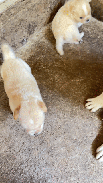 Chó Pug lai đực cần gã. Mua bán Chó tại Huyện Mỏ Cày Nam Bến Tre được đăng bởi Lil hình 1